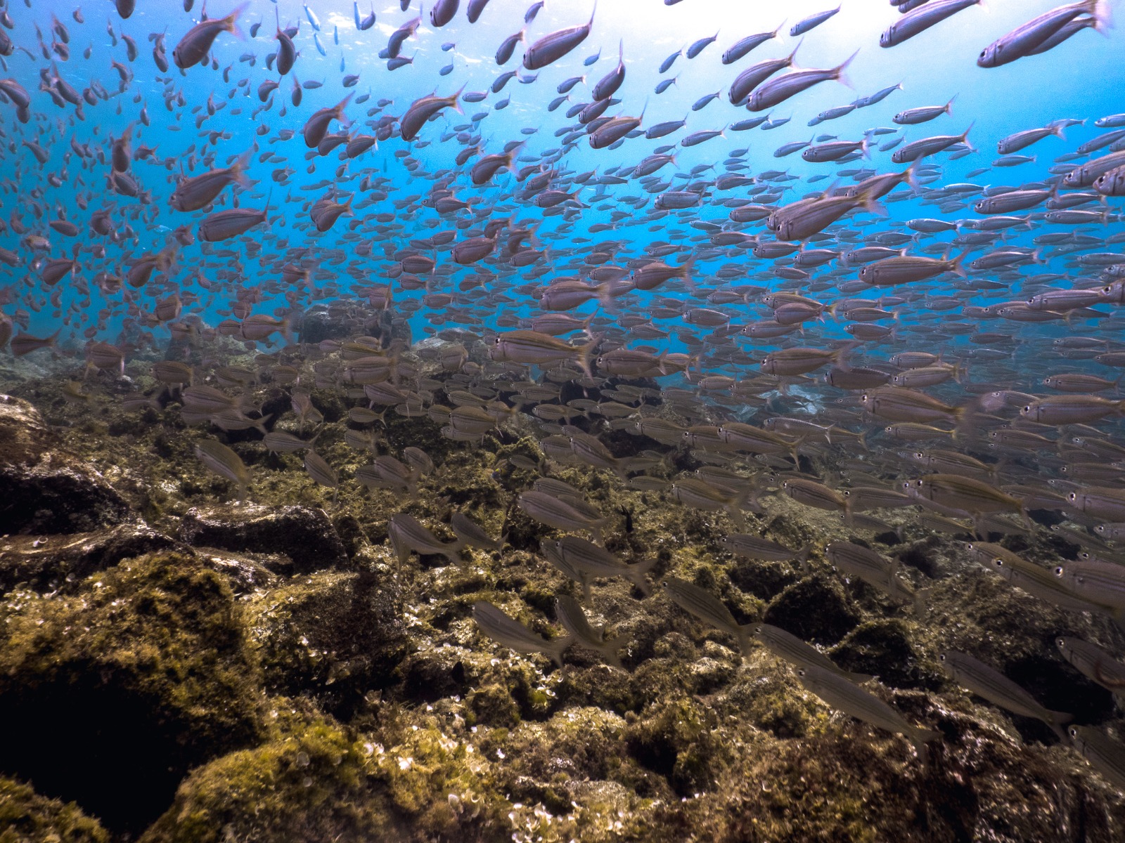 Ciencia del buceo